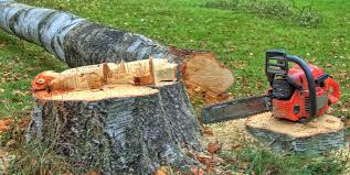 Best Tree Removal Service  in USA